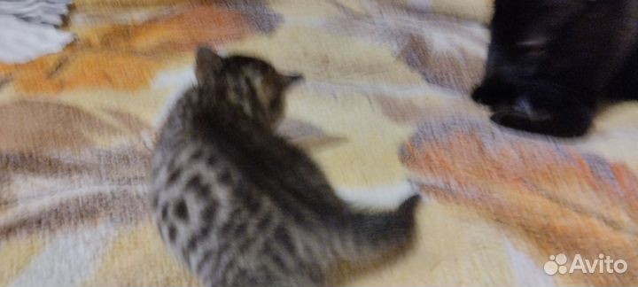 Бенгальская кошка