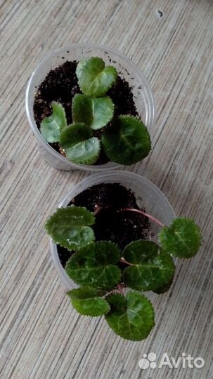 Адиантум, криптантус, Альбука и др