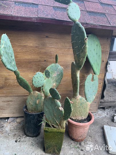 Опунция - род растений семейства Кактусовые