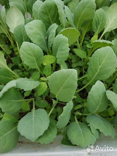 Рассада помидор, перца, баклажанов, цветов, капуст