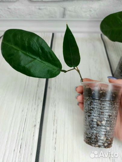 Хойя мегаластер и др