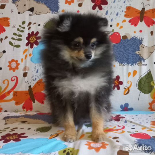 Щенки шпица