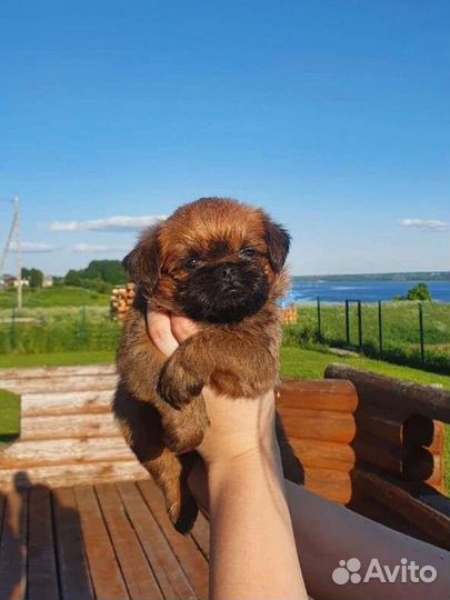 Девочка Брюссельский гриффон