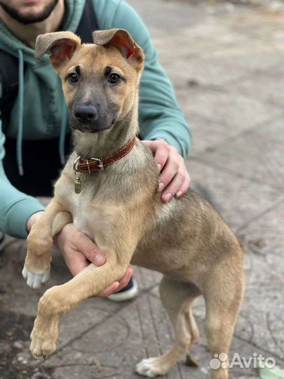 В добрые руки, щенок девочка