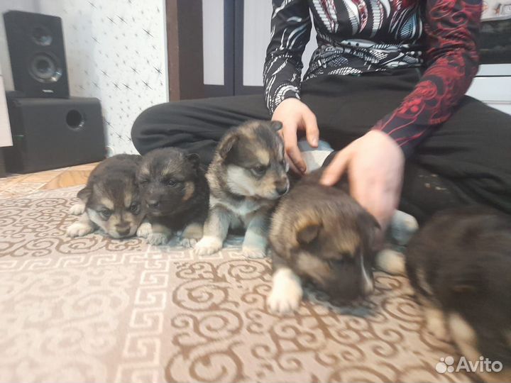Отдам бесплатно щенки