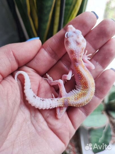 Эублефары яркие малыши и др рептилии