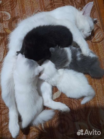 Кошка в дар