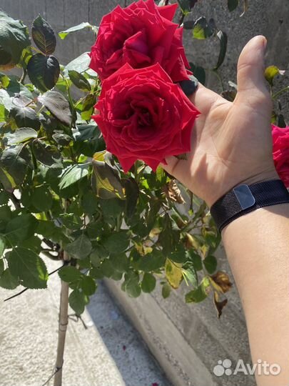 Штамбовые розы