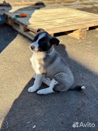 Щенок Джек для охраны