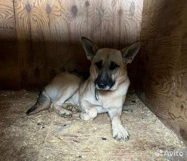 Звёздочка ждёт свою семью