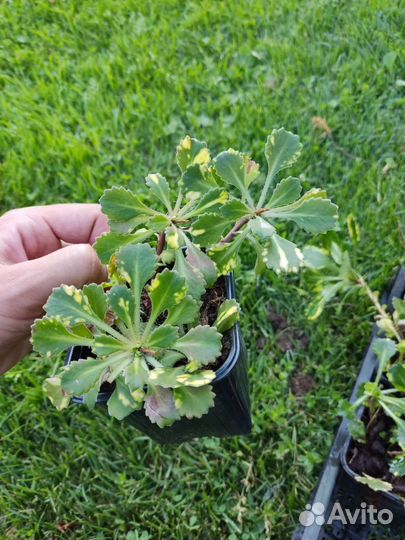 Камнеломка теневая Variegata