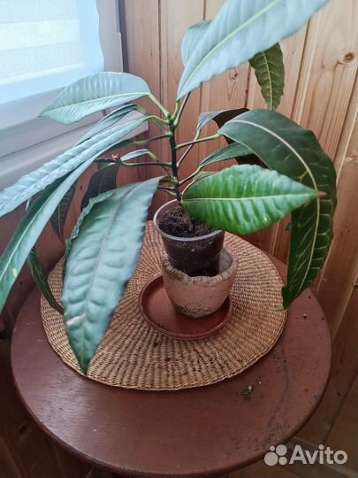 Комнатные растения