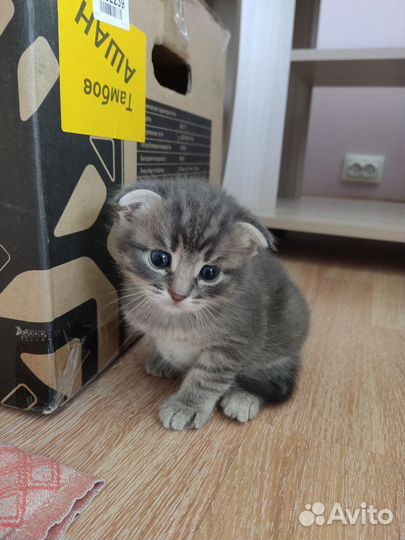 Котенок в добрые руки