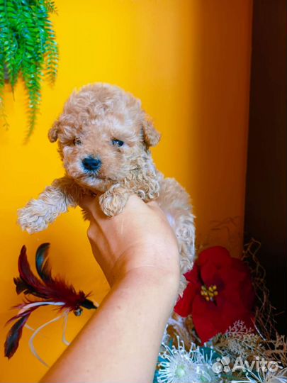 Мальчики Мальтипу крем