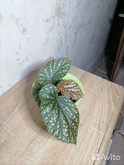 Живые комнатные растения