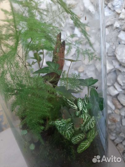 Флорариум с комнатными цветами и мхом