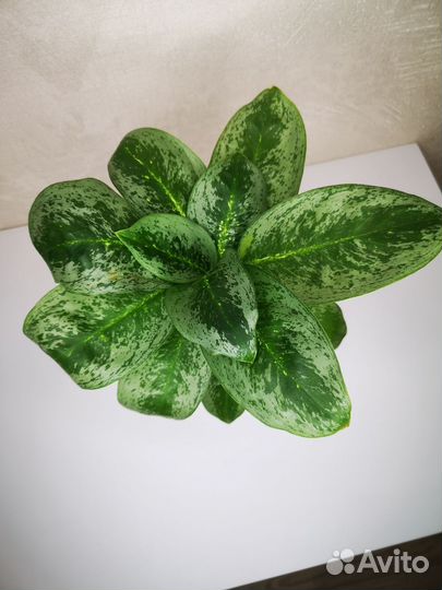 Аглаонема Лемон Минт