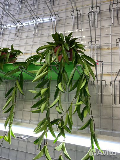 Хойя карноза триколор, хойя Вайети