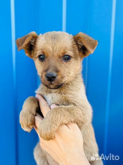 Нежная Лялечка