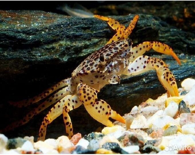Аквариумный краб пантерина полностью подводный