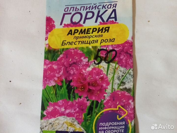 Семена армерия