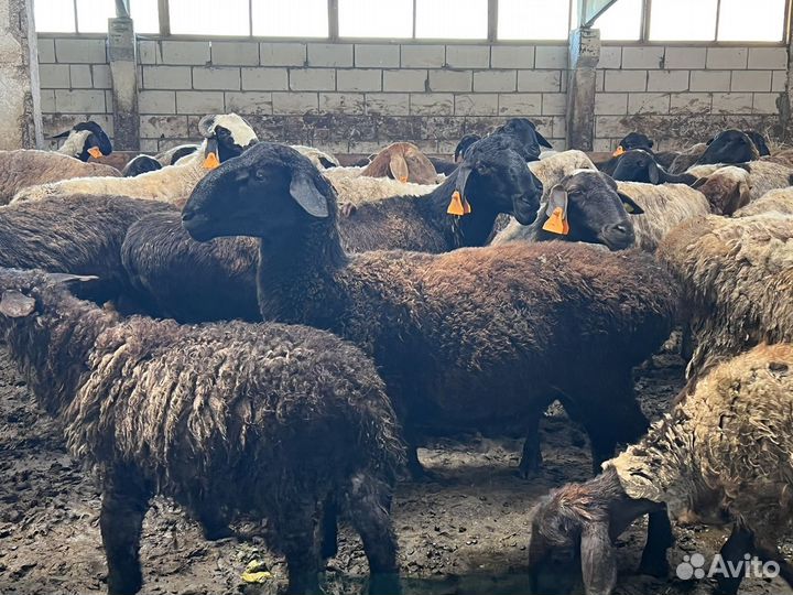 Овцы бараны ягнята оптом