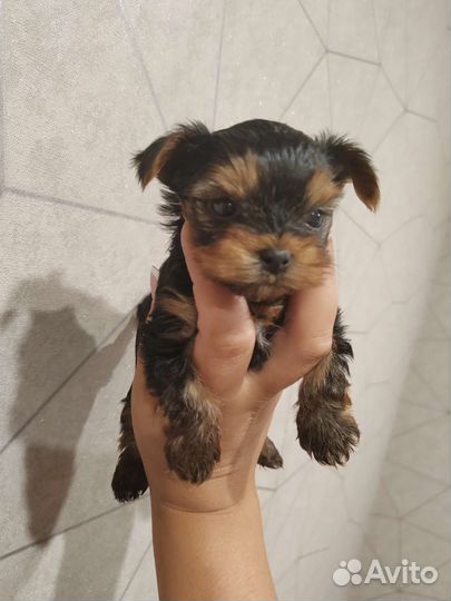 Мини щенки йоркширского терьера