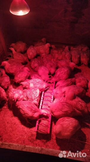 Бройлер подрощенный