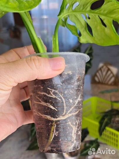 Монстера Манки маск (Адансона)