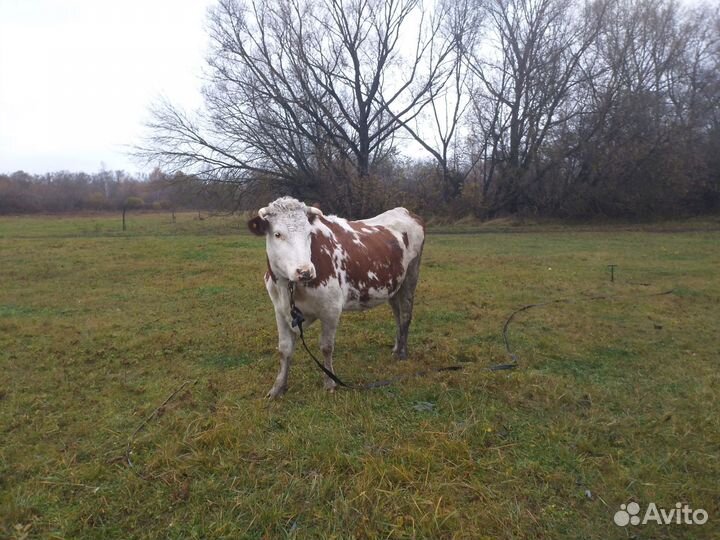 Коровы и бык