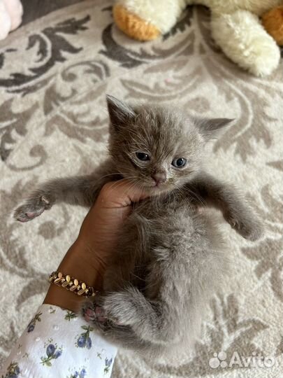 Шотландская