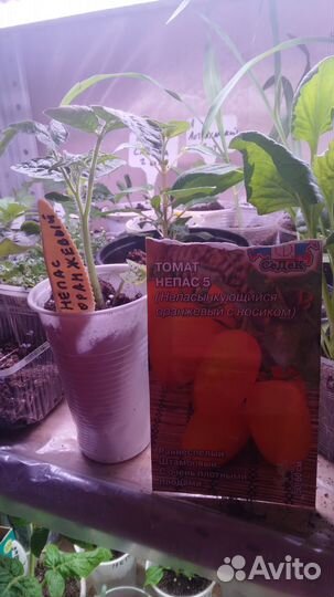 Рассада помидор и перцев