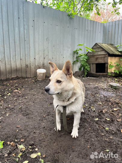 Отдам собаку в хорошие руки