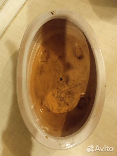 Кактусница