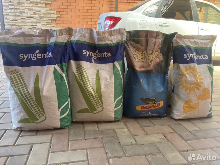 Семена кукурузы Скорпиус, дкс 3789