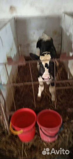 Продам бычков