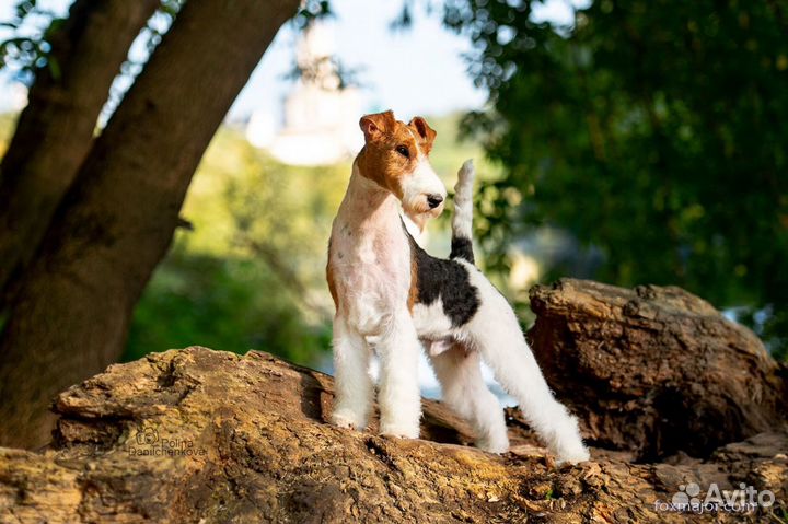 Щенки жесткошерстного фокстерьера