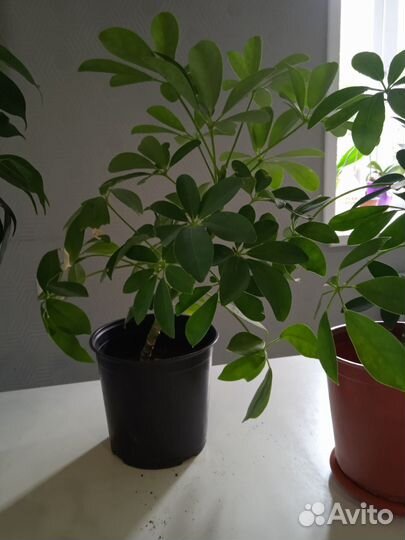 Комнатные растения