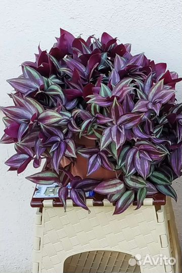 Традесканция