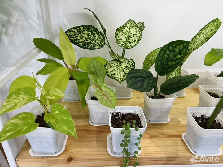 Эпипремнумы, сингониумы, сциндапсусы и др