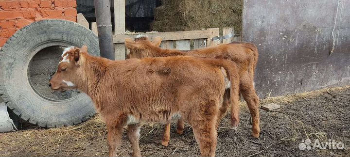 Сельское хозяйство