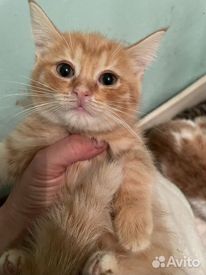 Котенок рыжик в добрые руки