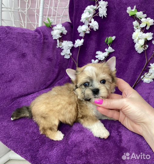 Мерле йорк с двумя голубыми глазами мальчик