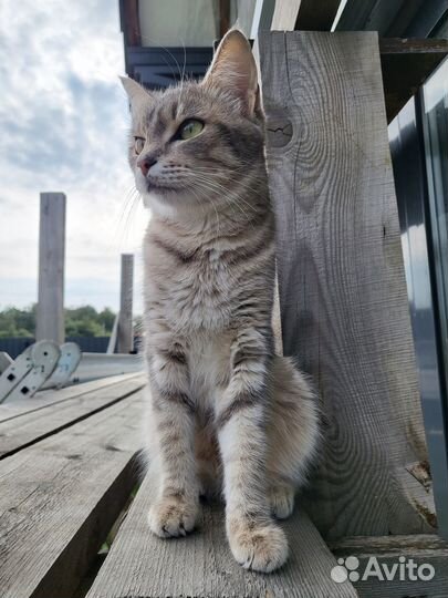 Кошка Дуня, расцветка 