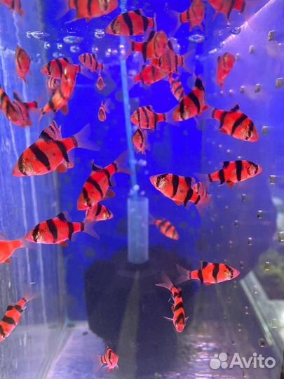 Аквариумные рыбки