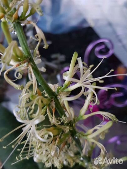 Сансевиерия Щучий хвост Тещин язык