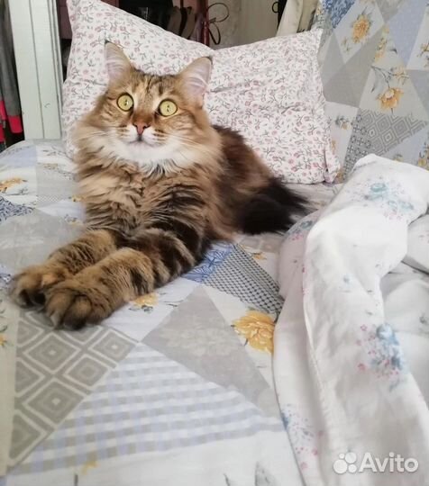 Отдам кошку в добрые руки