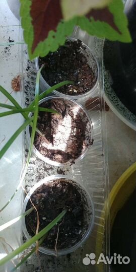 Аспарагус, амарине, габрантус, валлота, зефирантес