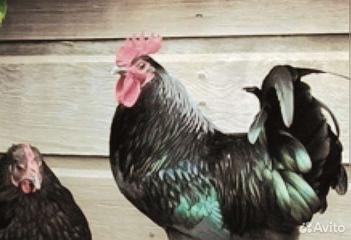 Куры несушки