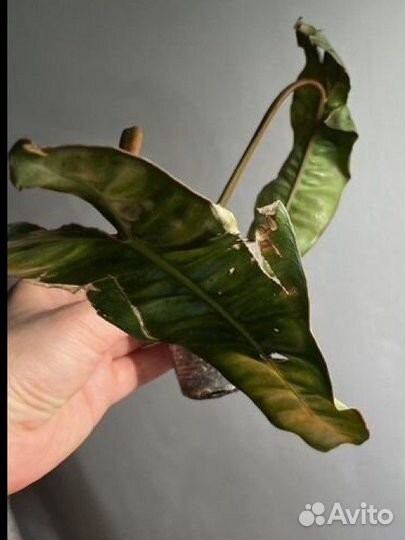 Филодендроны биллитау оранжевые ножки